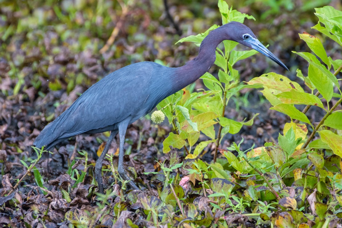 Little Blue Heron - ML637978519