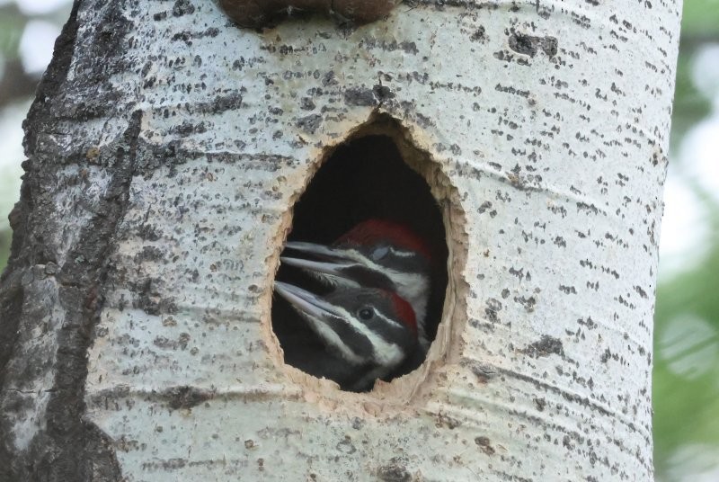 Pileated Woodpecker - ML637978522