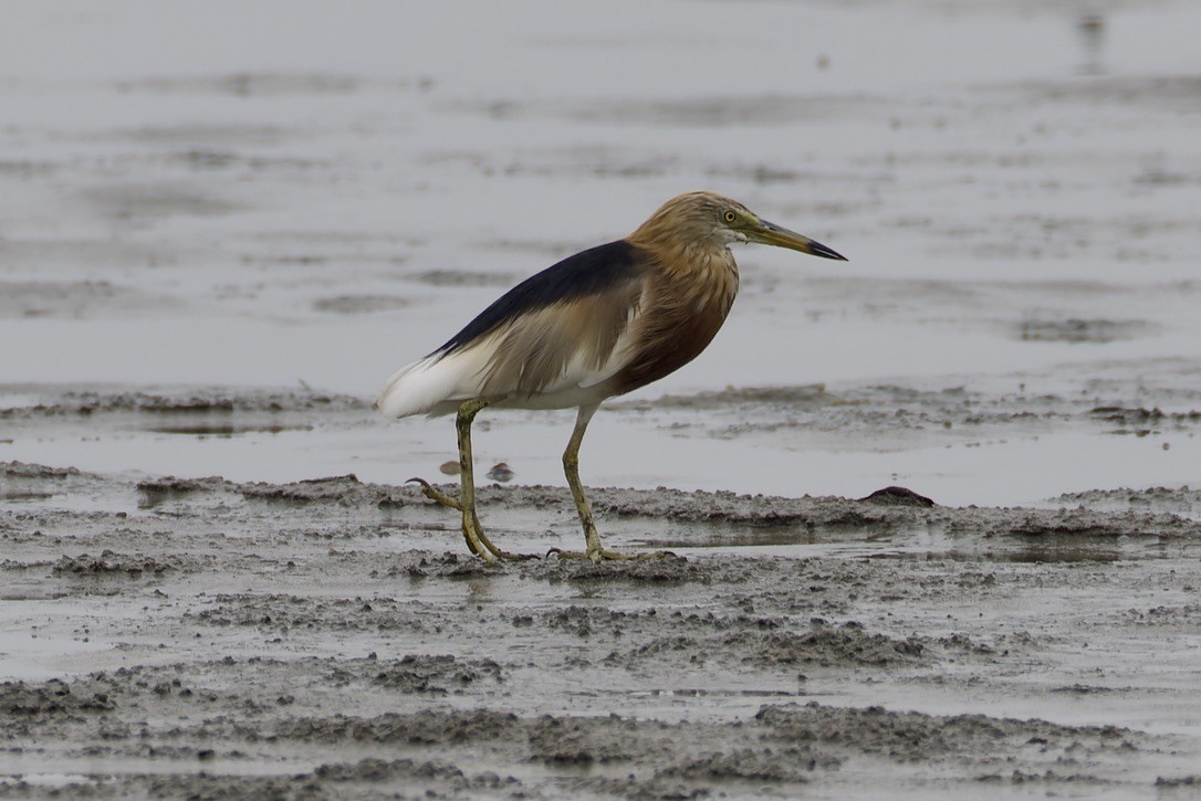 Javan Pond-Heron - ML637978523