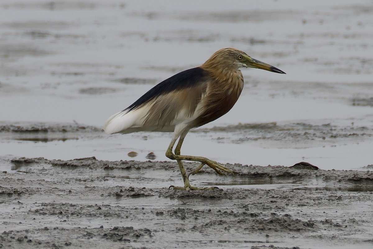 Javan Pond-Heron - ML637978524