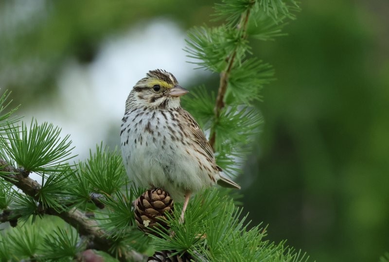 稀樹草鵐 - ML637978531