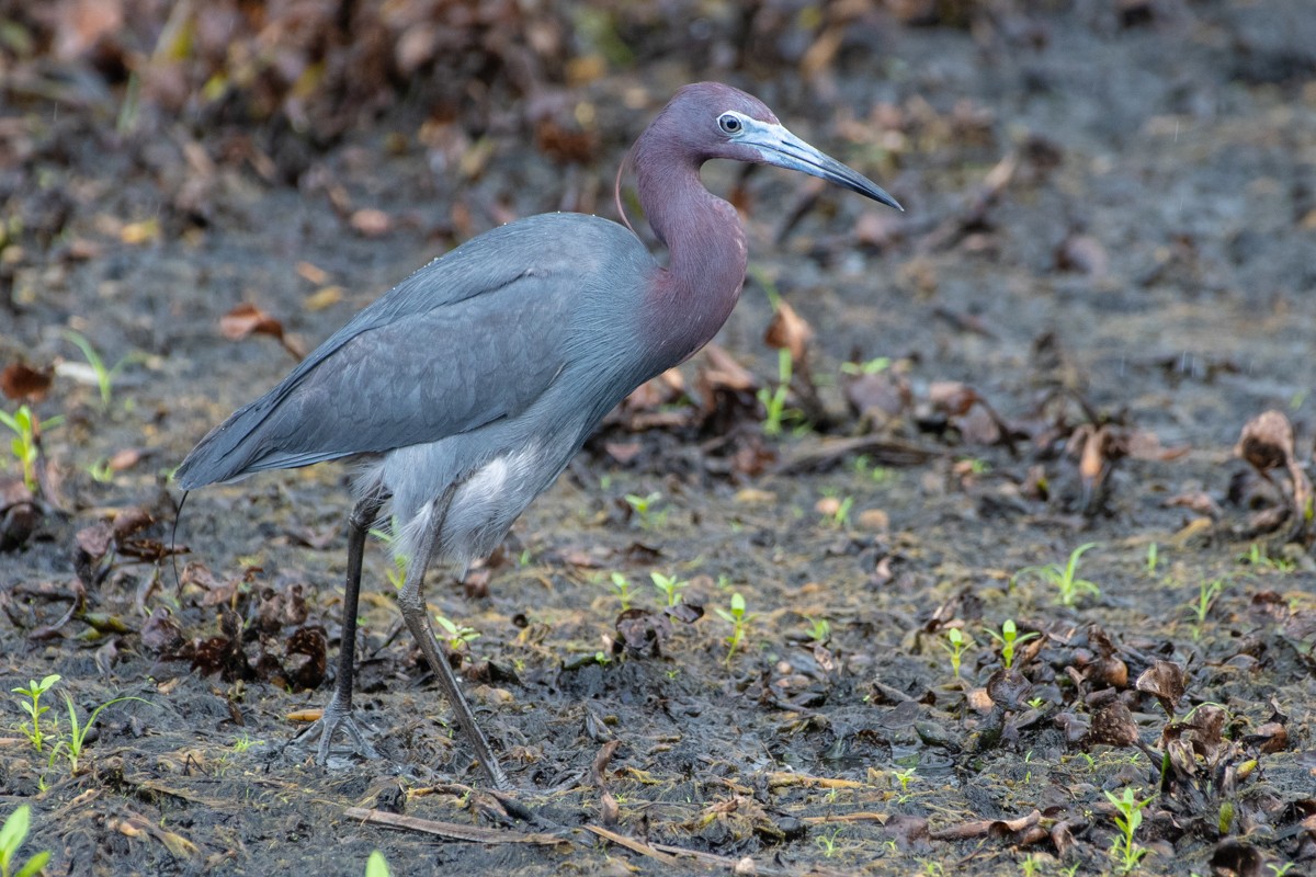 Little Blue Heron - ML637978550