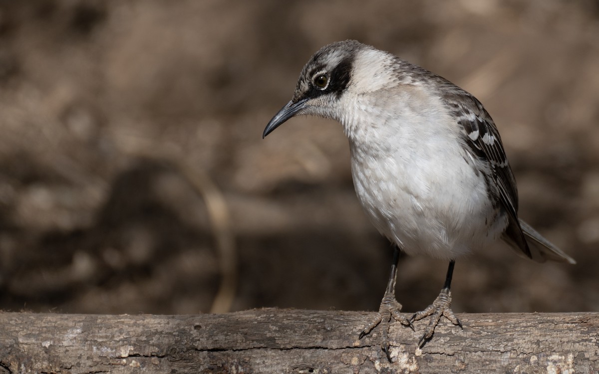 Galapagos Mockingbird - ML637978606