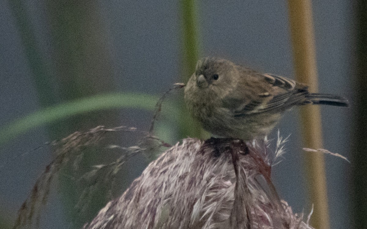Band-tailed Seedeater - ML637978658