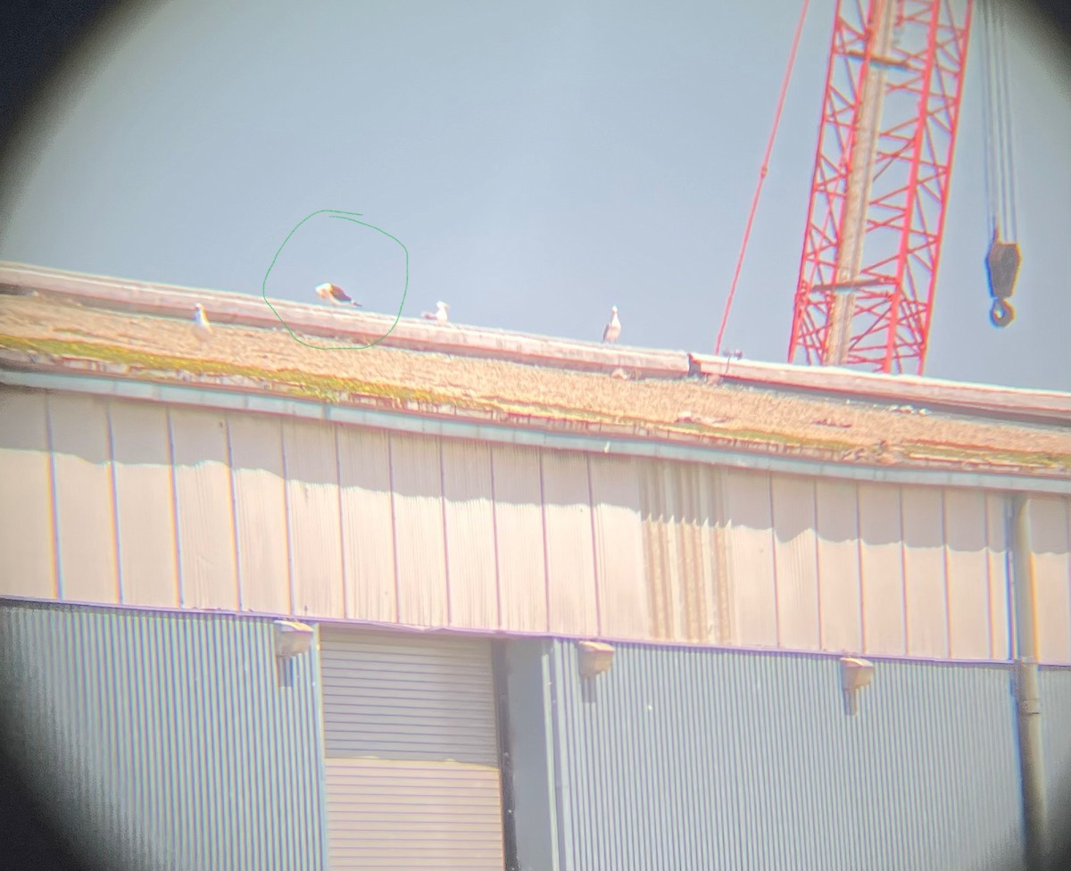 Kelp Gull - ML637978719