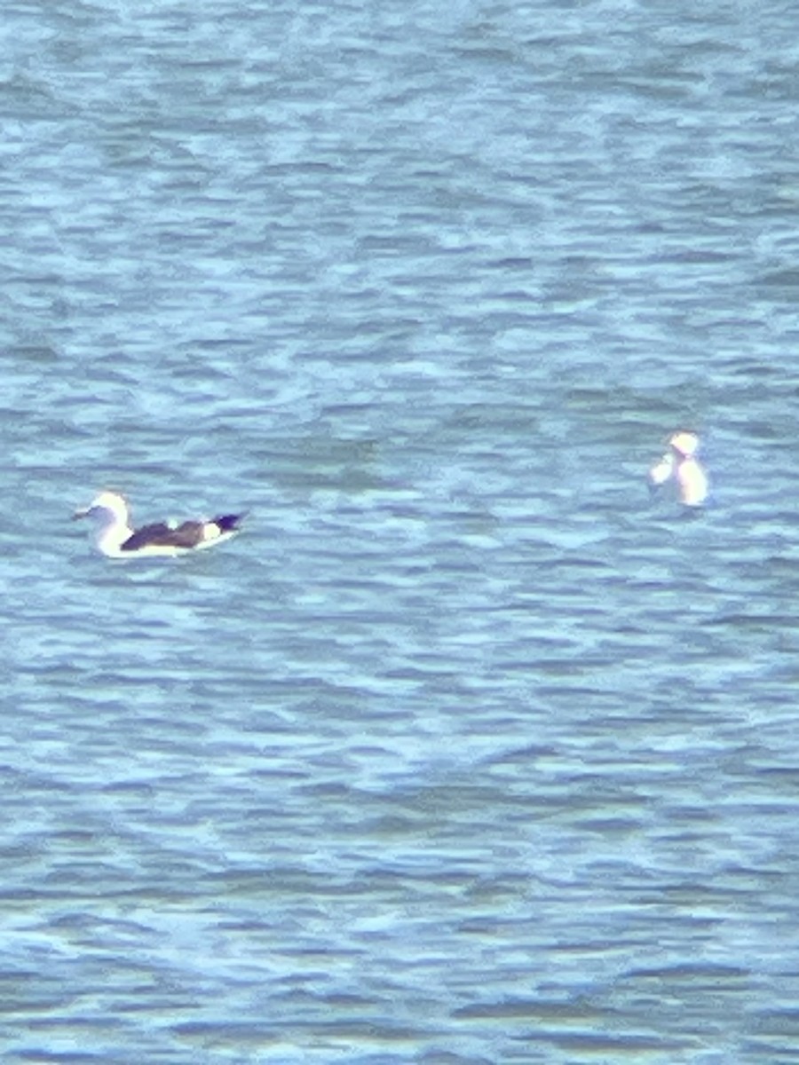 Kelp Gull - ML637978720