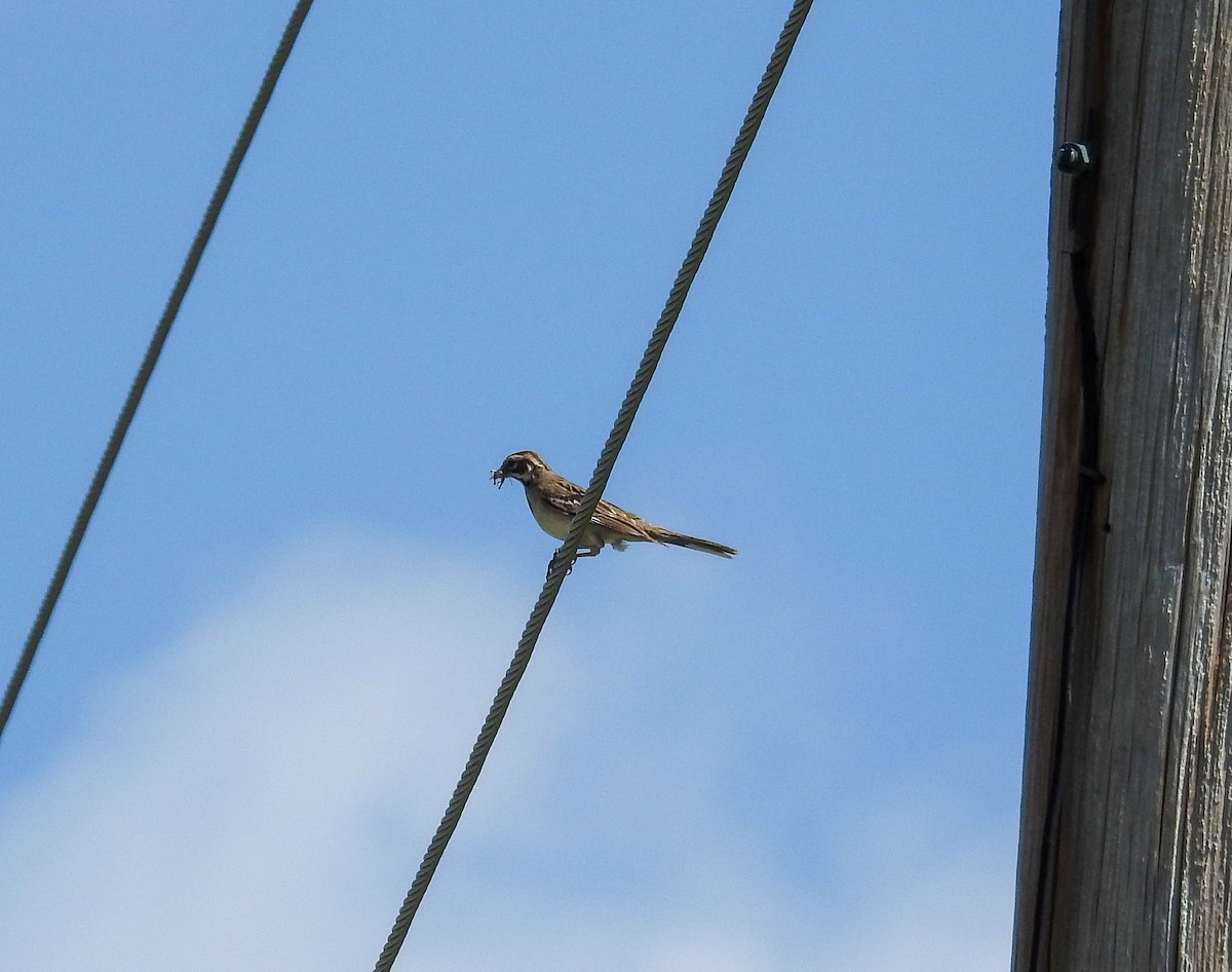 Lark Sparrow - ML637978802