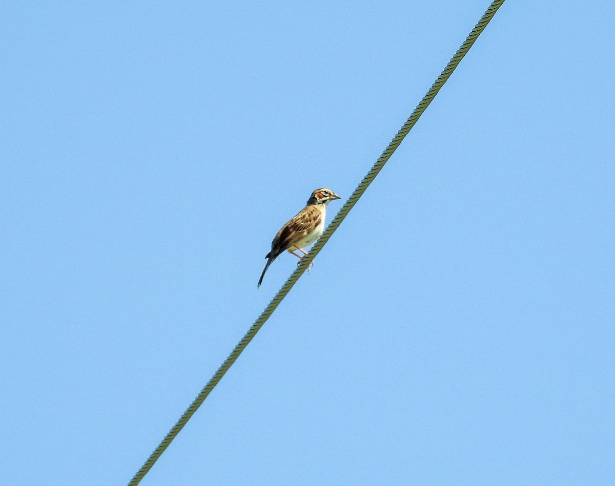 Lark Sparrow - ML637978809