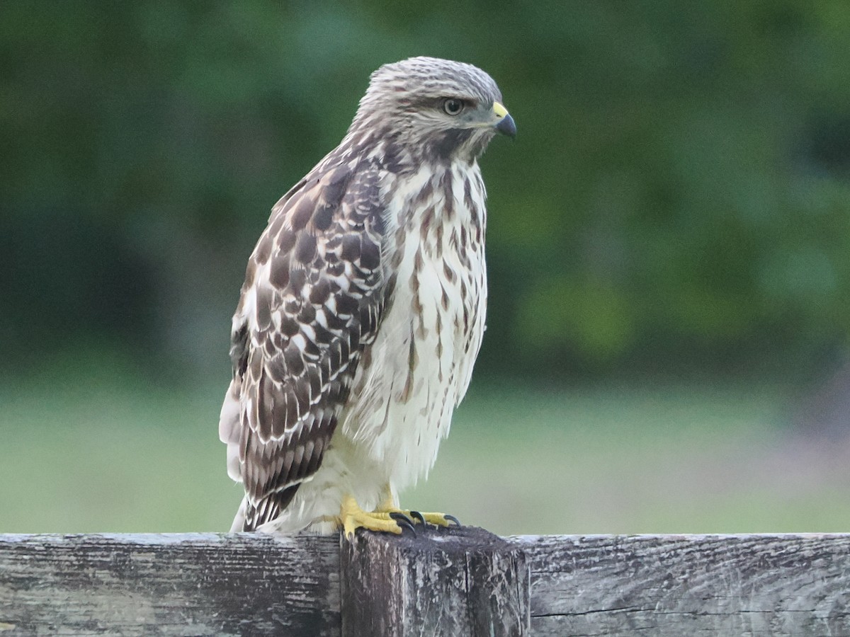Red-shouldered Hawk - ML637978844