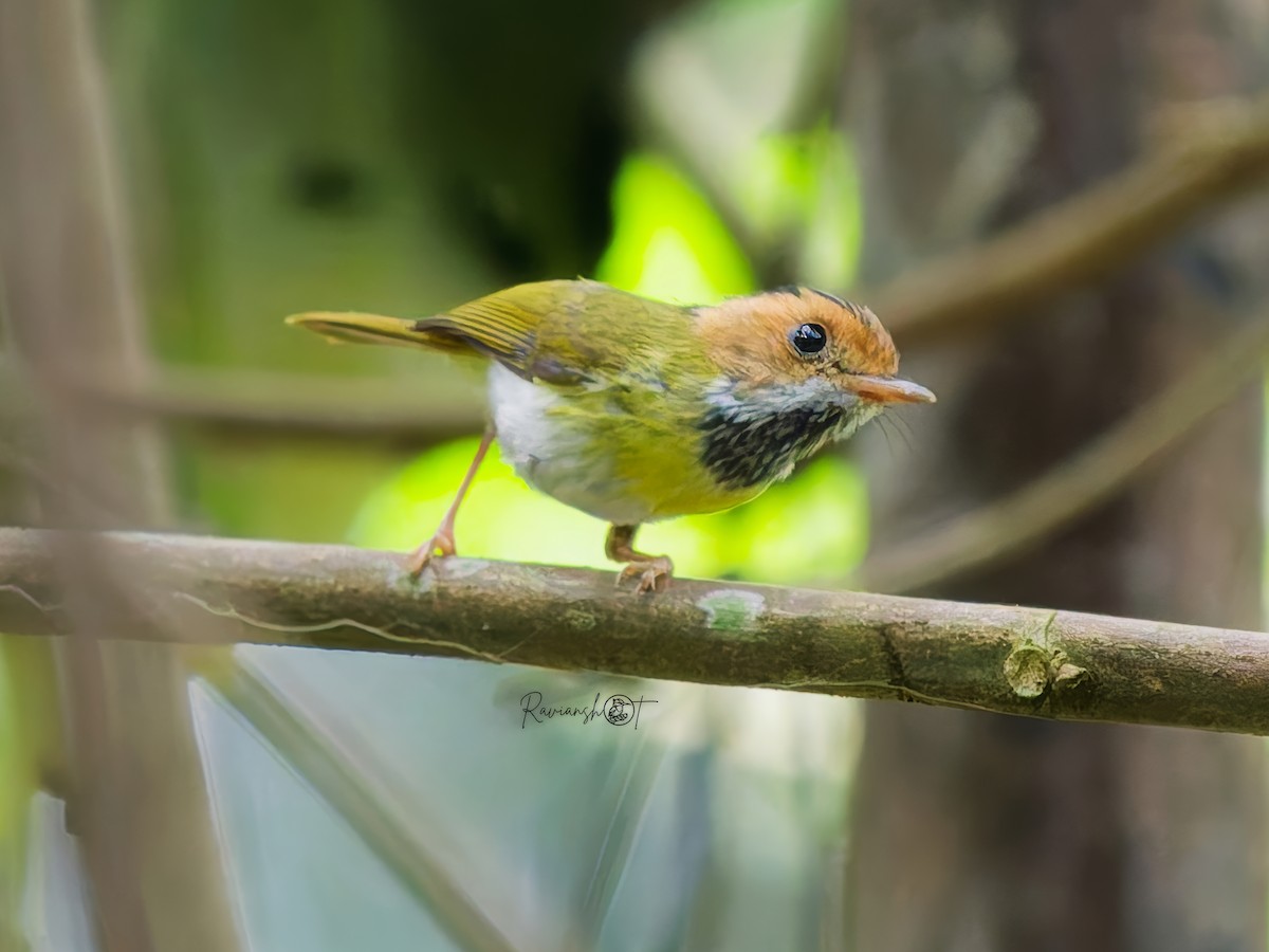 Rufous-faced Warbler - ML637978847
