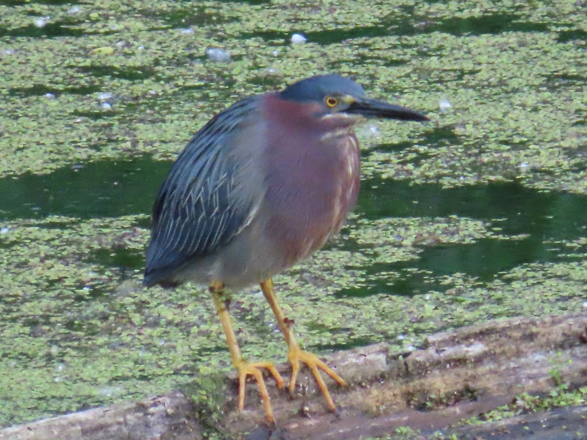 Green Heron - ML637978855