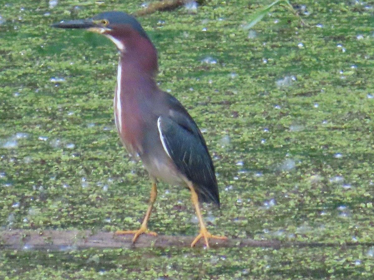 Green Heron - ML637978872