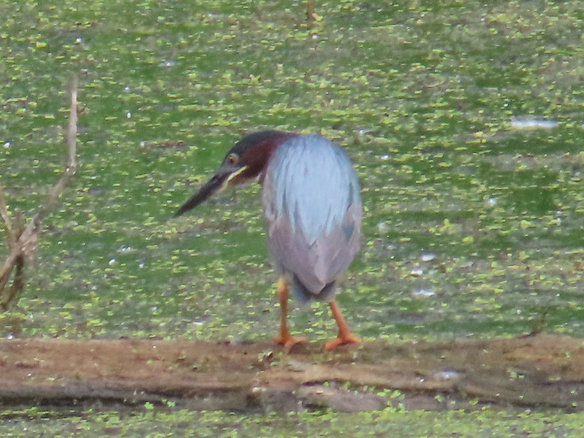 Green Heron - ML637978911