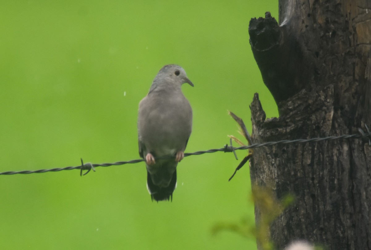 Plain-breasted Ground Dove - ML637978925