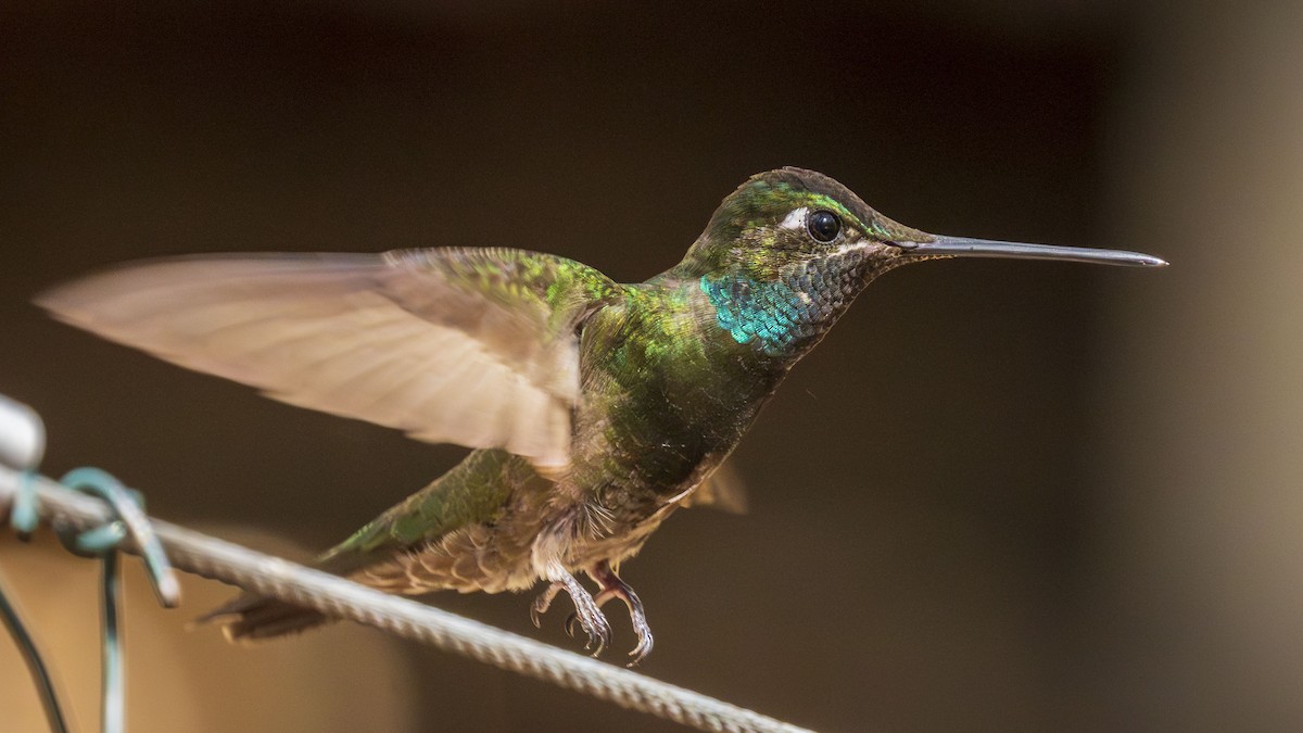 kolibřík skvostný - ML637978952