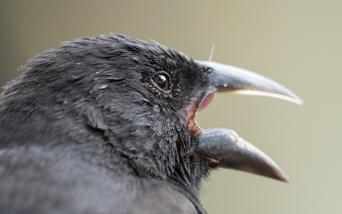 Common Cactus-Finch - ML637978975