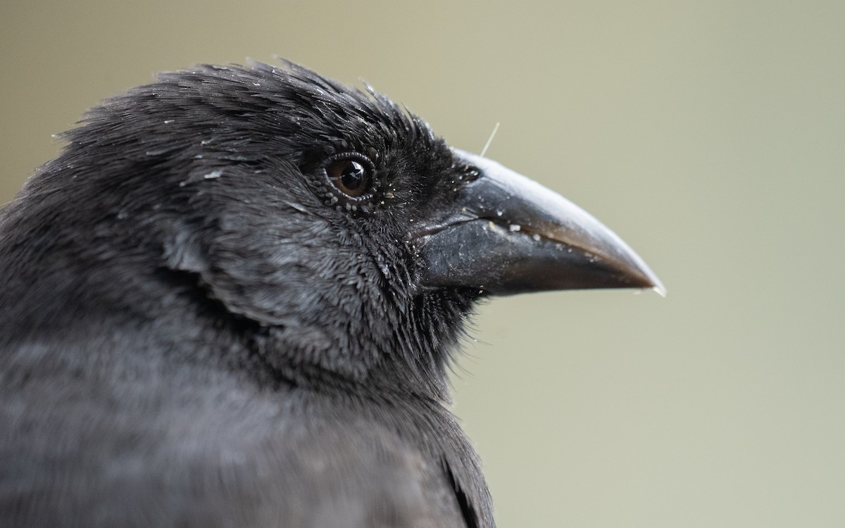 Common Cactus-Finch - ML637978976