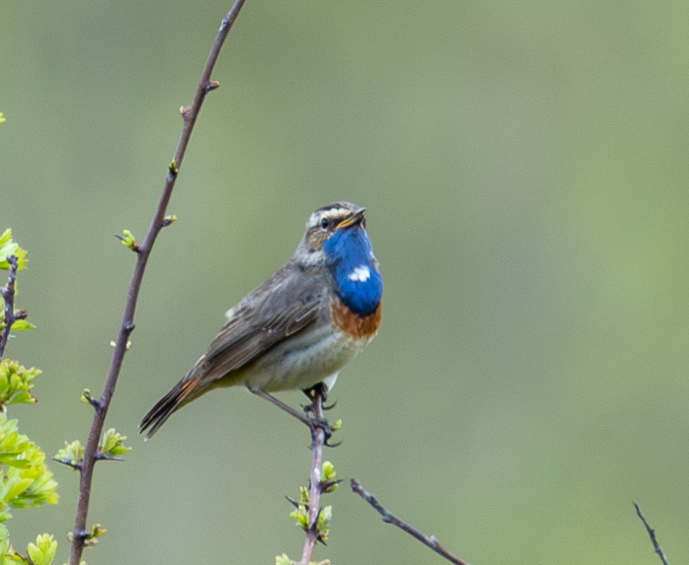 Bluethroat - ML637978977