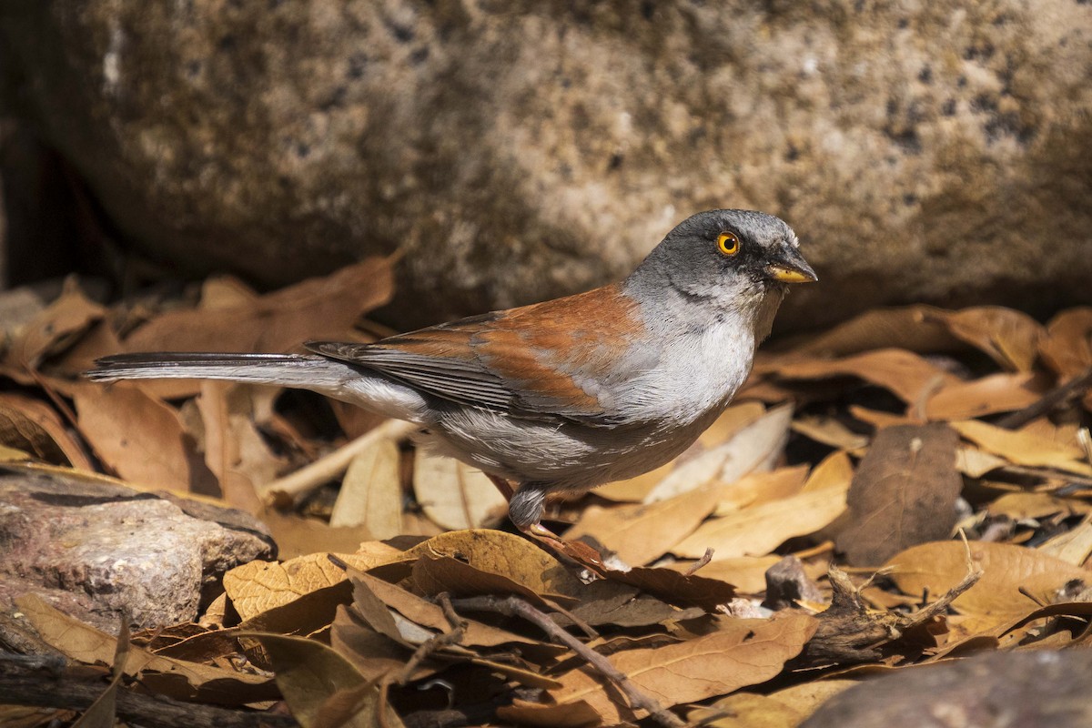 Yellow-eyed Junco - ML637978980