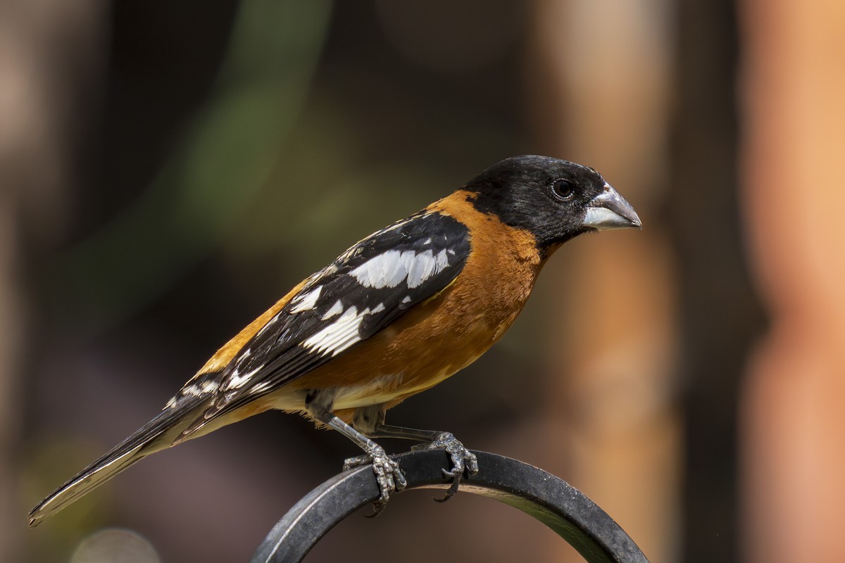 Black-headed Grosbeak - ML637978985