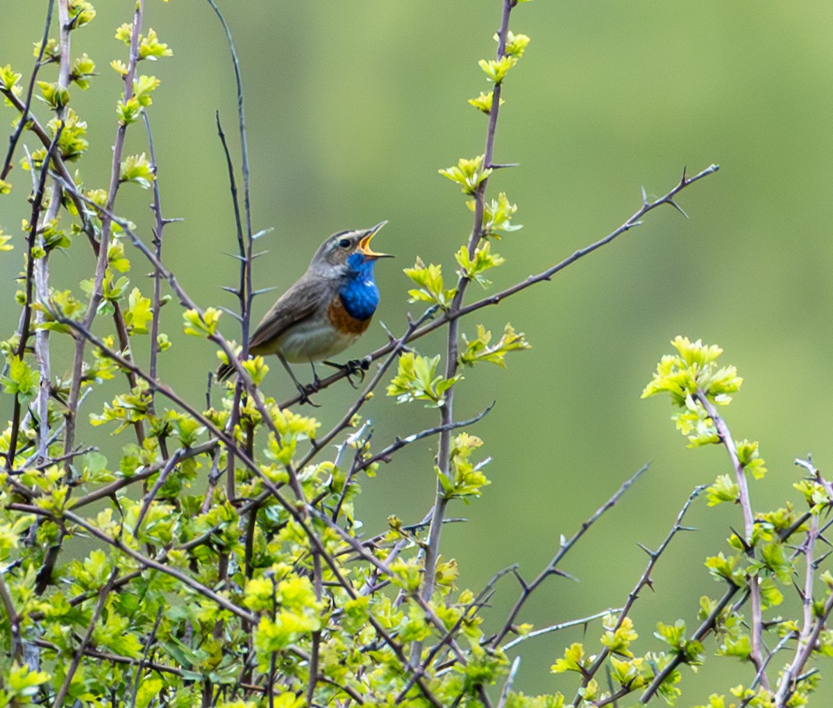 Bluethroat - ML637978996