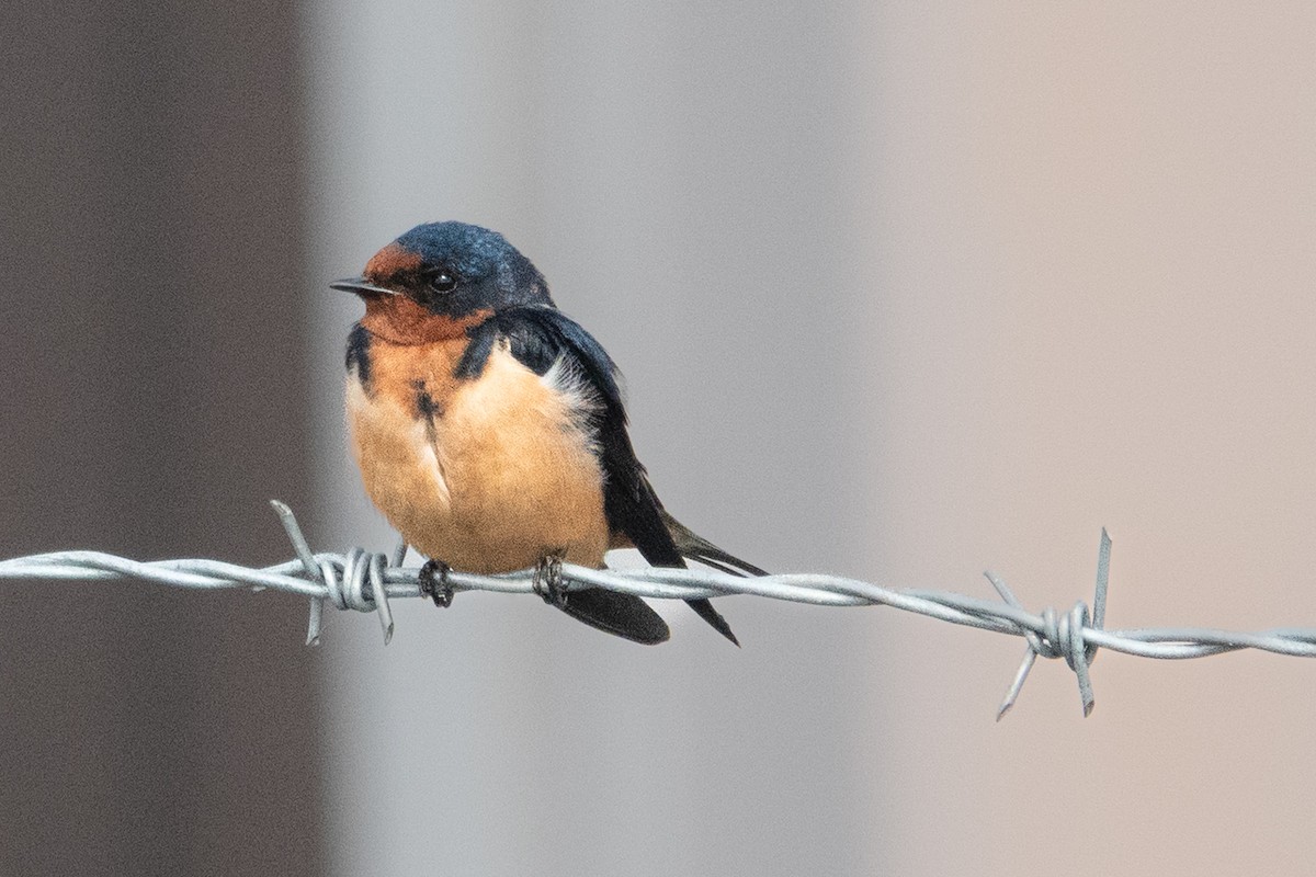 Ластівка сільська - ML637979002