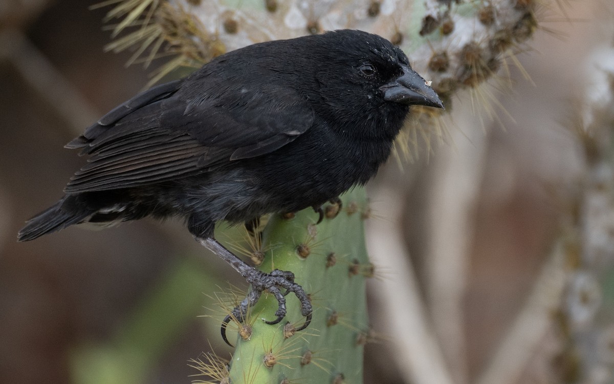 Common Cactus-Finch - ML637979006