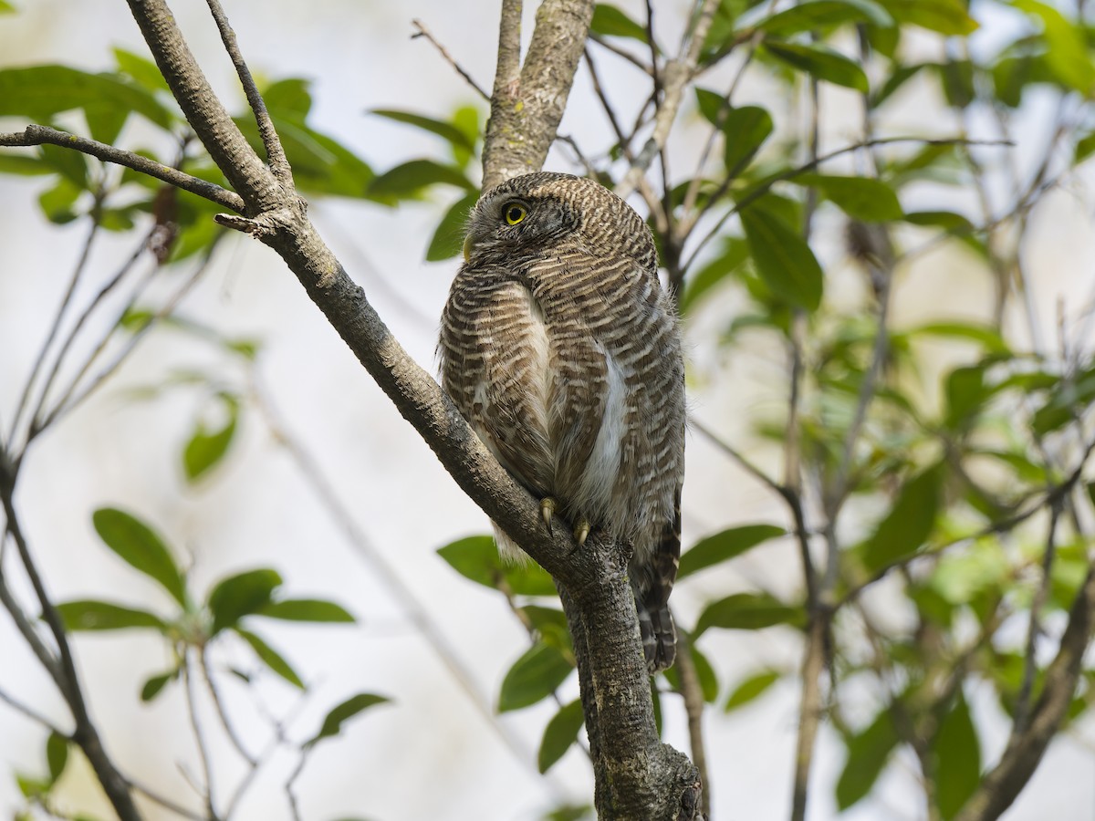 Asian Barred Owlet - ML637979035
