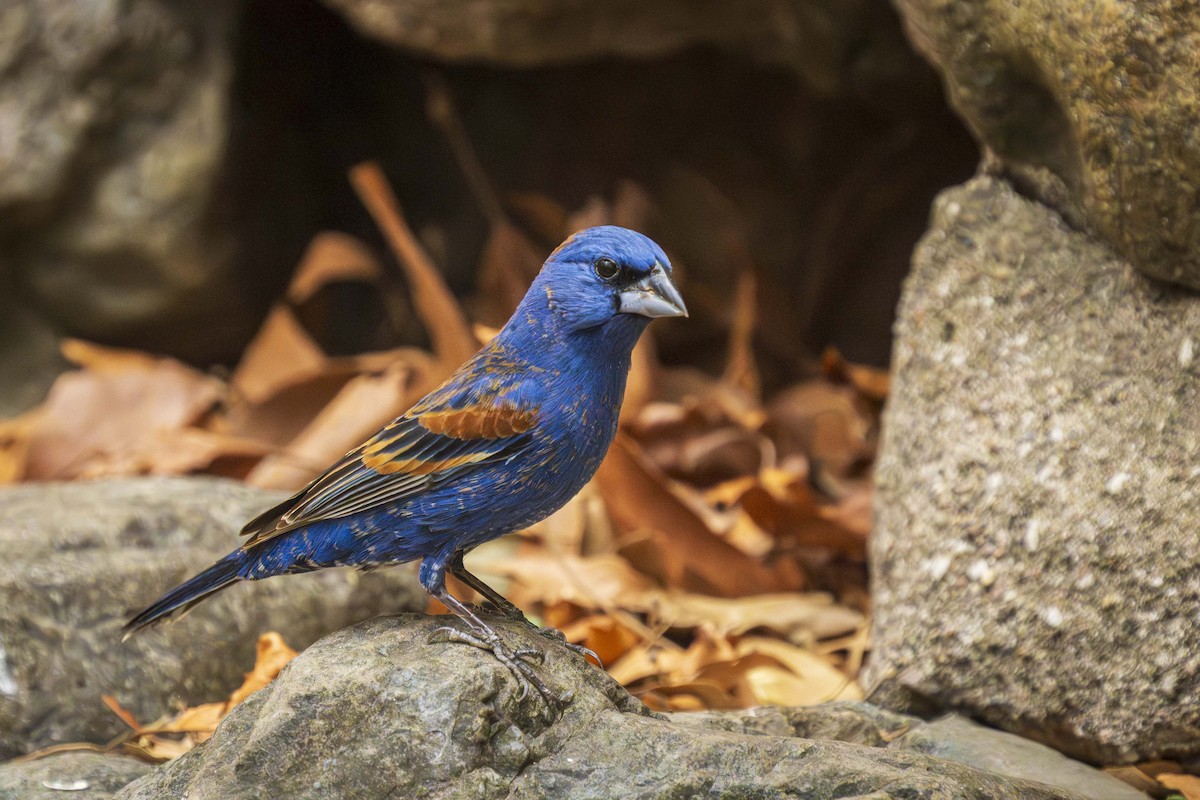 papežík modrý - ML637979054