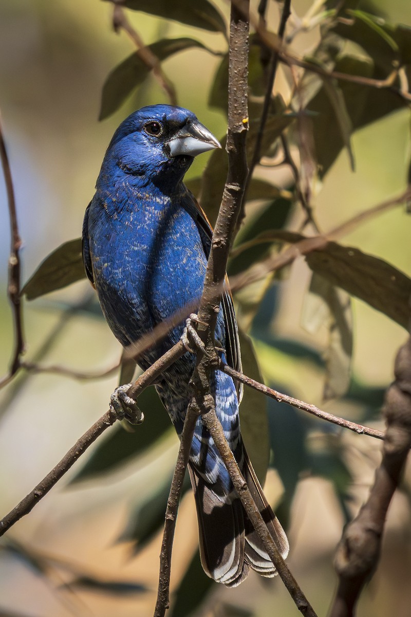 papežík modrý - ML637979059