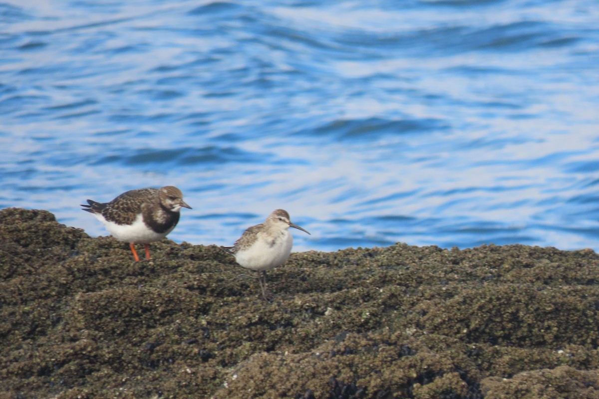 Curlew Sandpiper - ML637979130