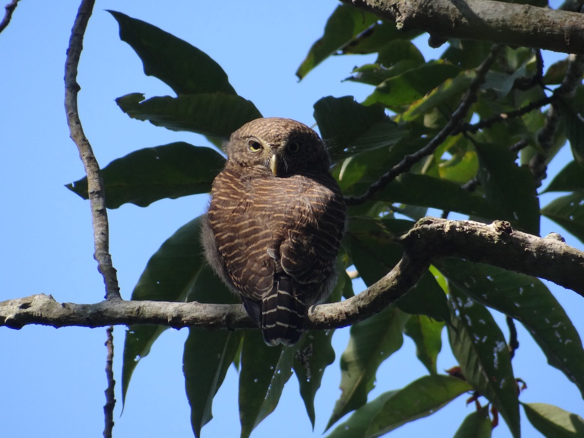 Asian Barred Owlet - ML637979148