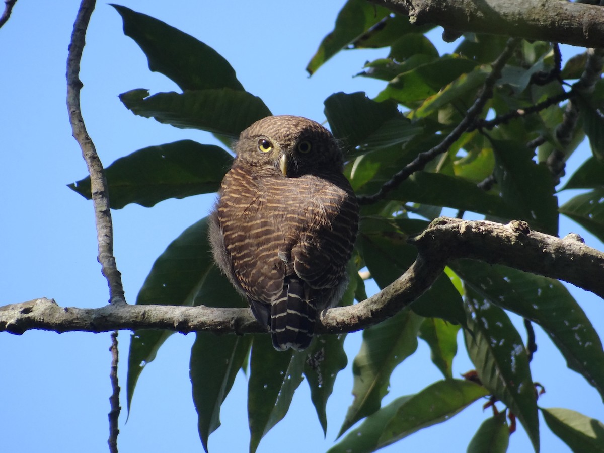 Asian Barred Owlet - ML637979149