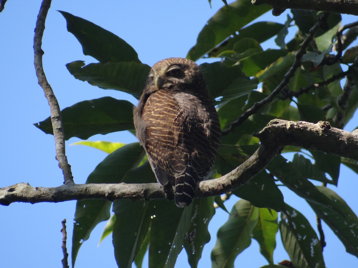 Asian Barred Owlet - ML637979150