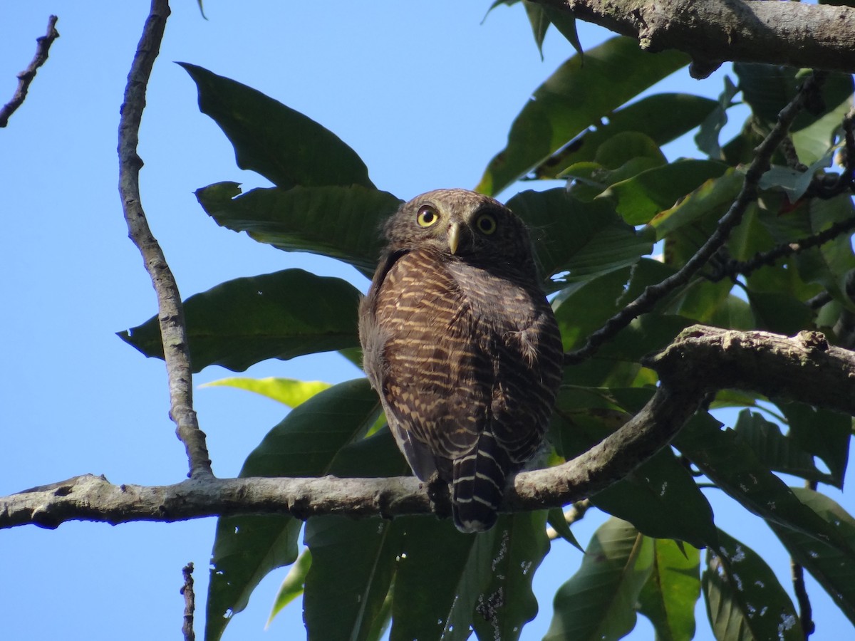Asian Barred Owlet - ML637979151