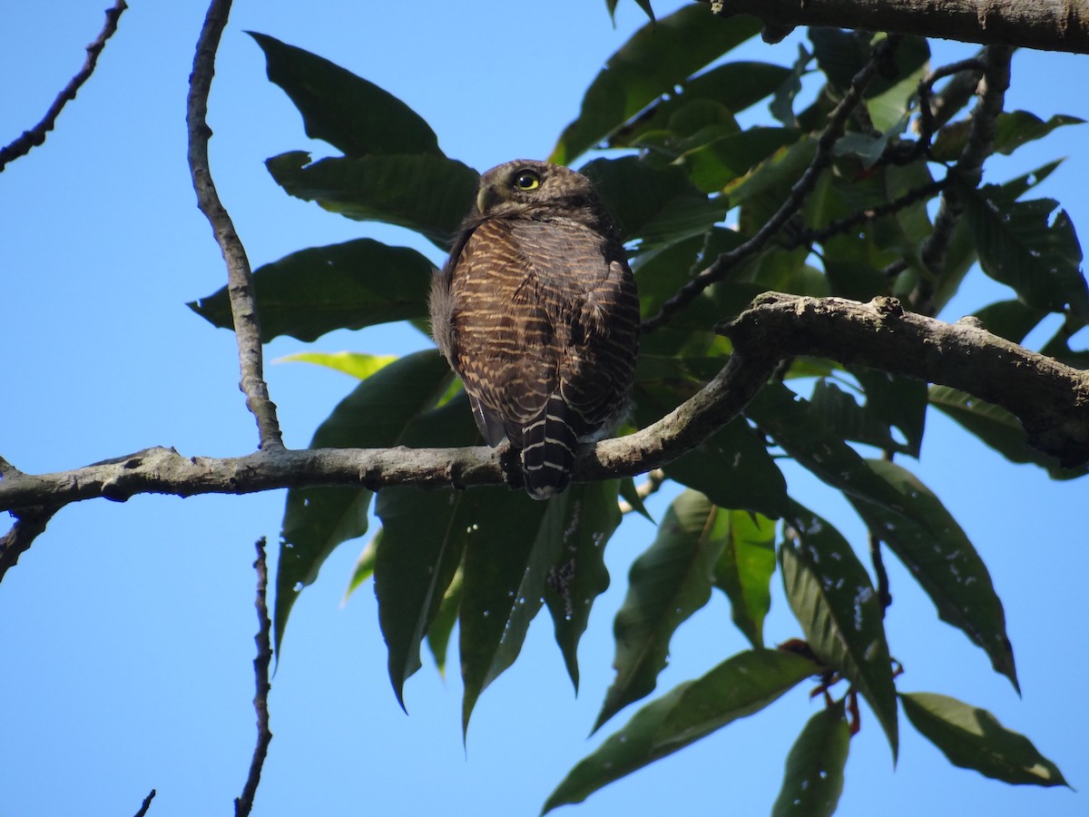 Asian Barred Owlet - ML637979152