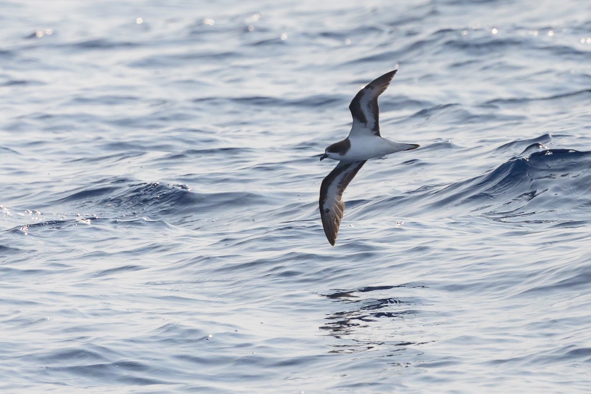 Bermuda Petrel - ML637979189