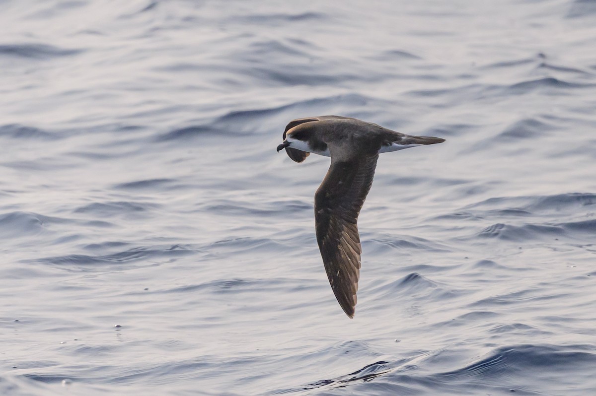Bermuda Petrel - ML637979191