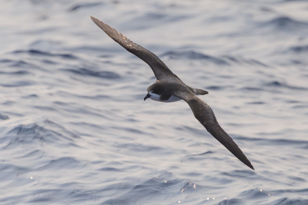 Bermuda Petrel - ML637979194