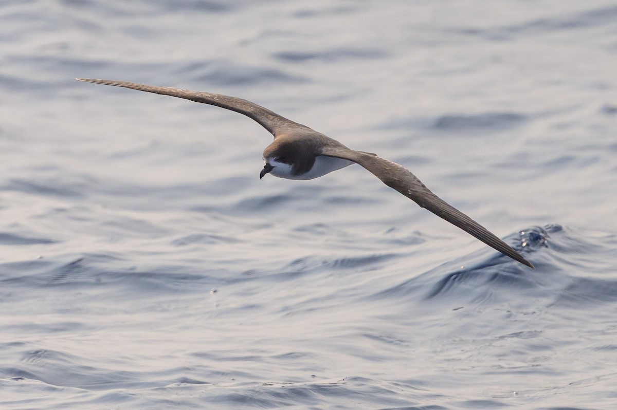 Bermuda Petrel - ML637979195