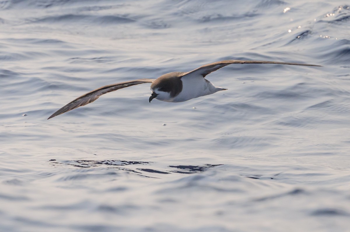 Bermuda Petrel - ML637979196