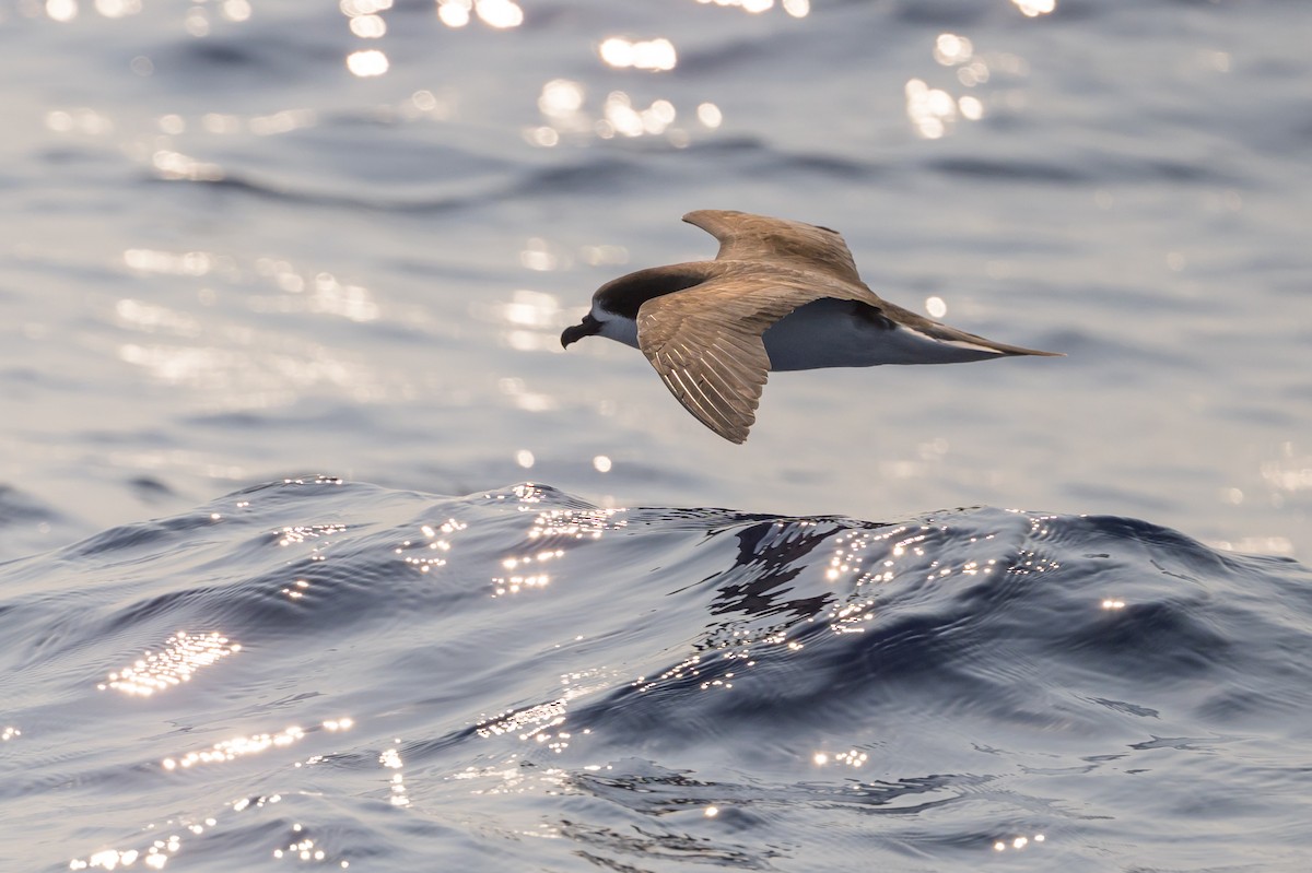 Bermuda Petrel - ML637979197