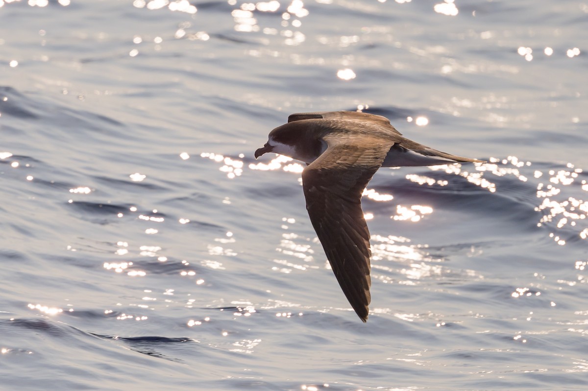 Bermuda Petrel - ML637979200