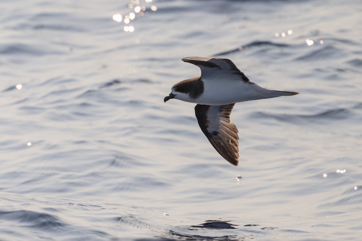 Bermuda Petrel - ML637979201