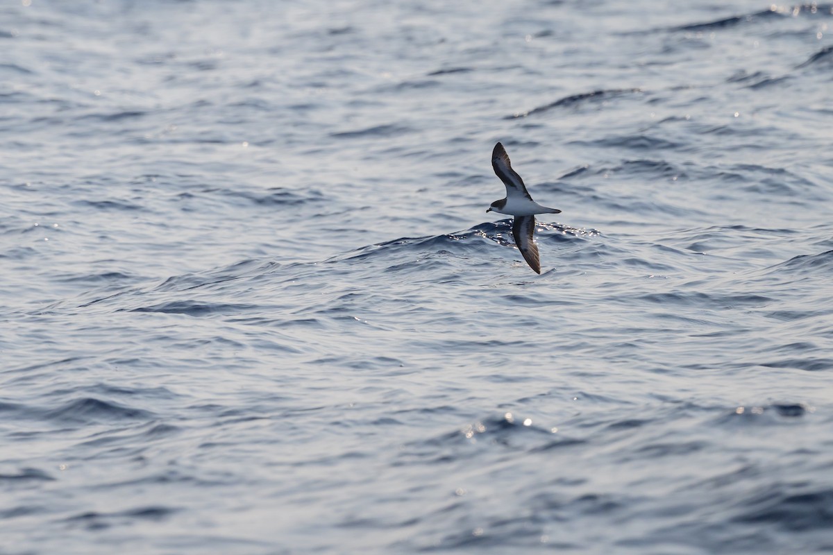 Bermuda Petrel - ML637979202