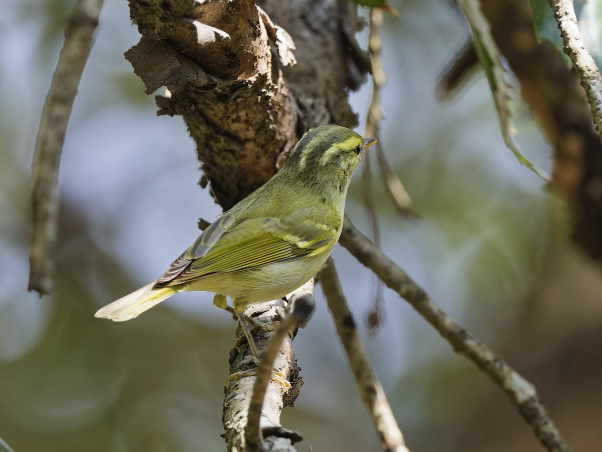 Blyth's Leaf Warbler - ML637979264