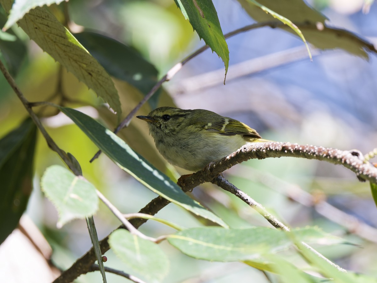 Blyth's Leaf Warbler - ML637979265