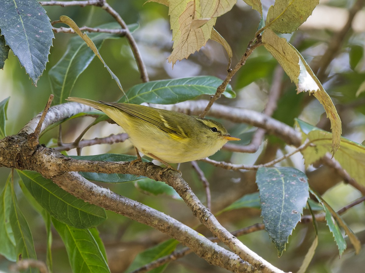 Blyth's Leaf Warbler - ML637979266