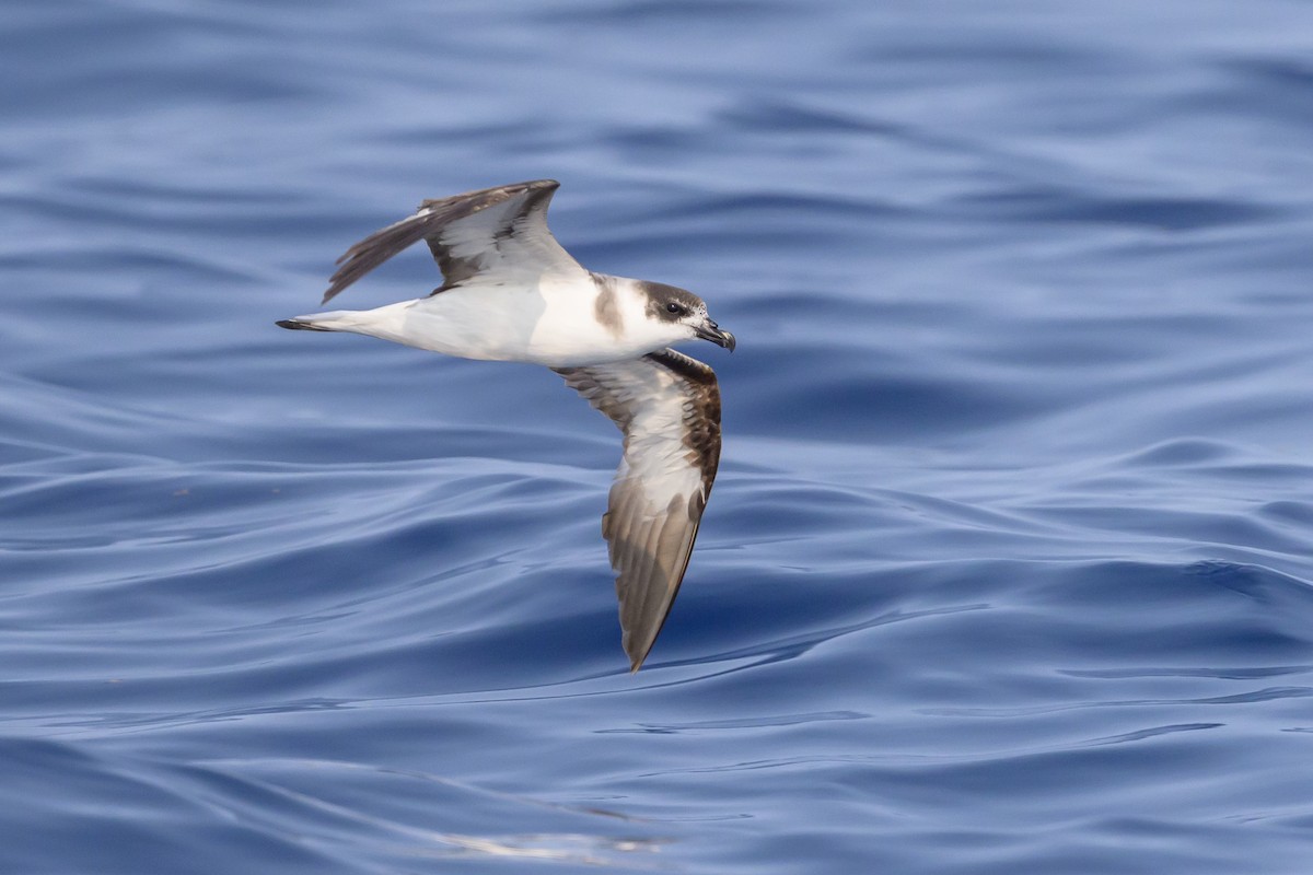 Black-capped Petrel (Dark-faced) - ML637979279