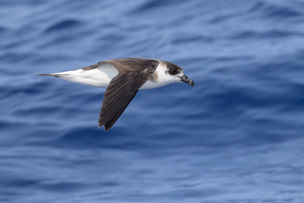 Black-capped Petrel (Dark-faced) - ML637979280